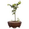 150mm Bonsai in Ceramic Pot