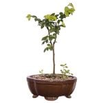150mm Bonsai In Ceramic Pot