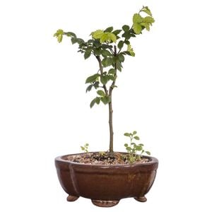 150mm Bonsai in Ceramic Pot