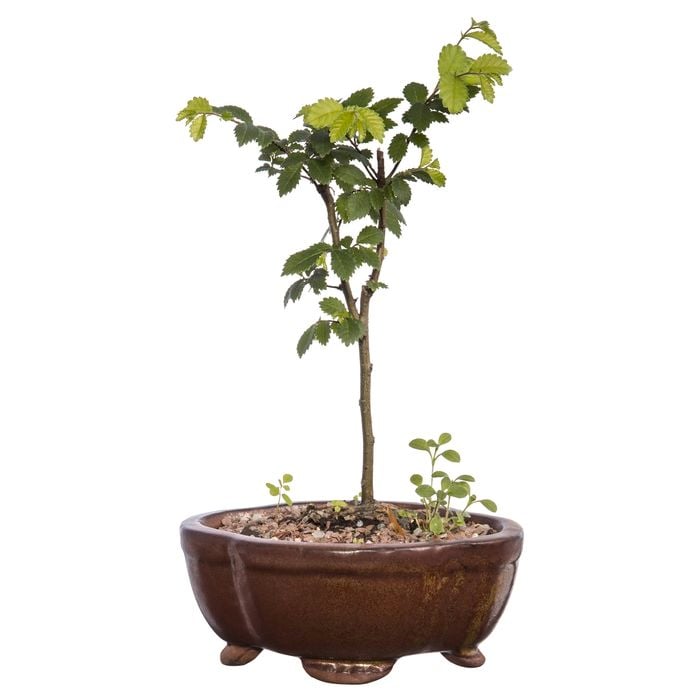 150mm Bonsai in Ceramic Pot
