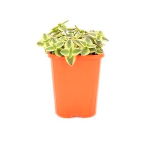 85mm Crassula Isabella