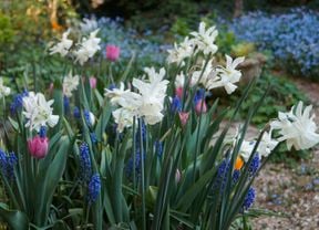 display of bulb flowers blooming in spring.