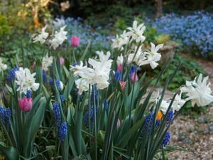 display of bulb flowers blooming in spring.