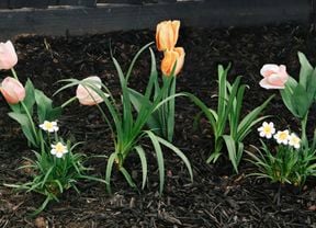 DIY Advice Image - How to plant spring flowering bulbs. G Drive blob storage upload.