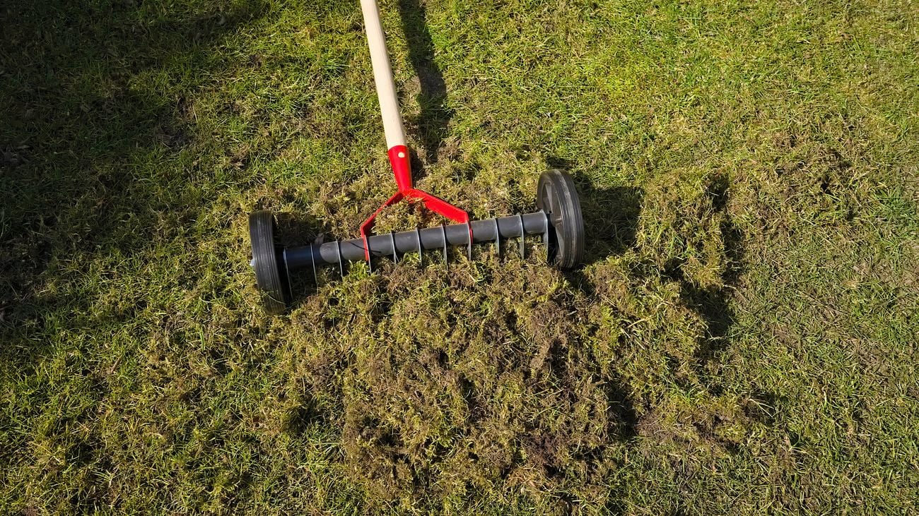 Creating holes in the lawn using a manual aerator.