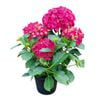 4L Hydrangea - Hydrangea Leuchtfeur