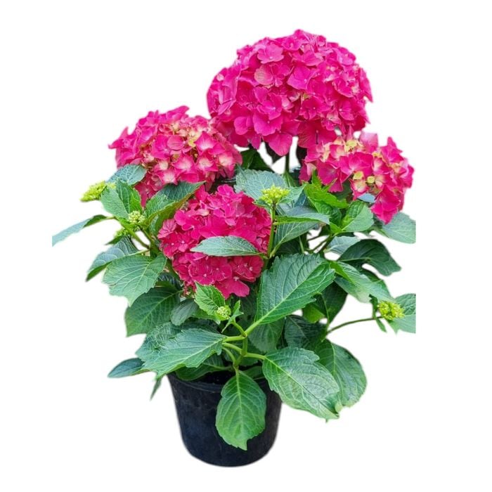4L Hydrangea - Hydrangea Leuchtfeur