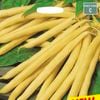 Mr Fothergill's Bean Climbing Kentucky Wonder Wax