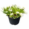 120mm Sisyrinchium Snow Drift - Sisyrinchium angustifolia