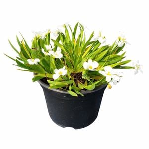 120mm Sisyrinchium Snow Drift - Sisyrinchium angustifolia