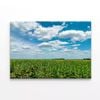 Plants under a Cloudy Sky   Print 100% Australian Made 75 x 50cm  (Stretched)