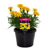 170mm Marigold Yellow - Tagetes patula
