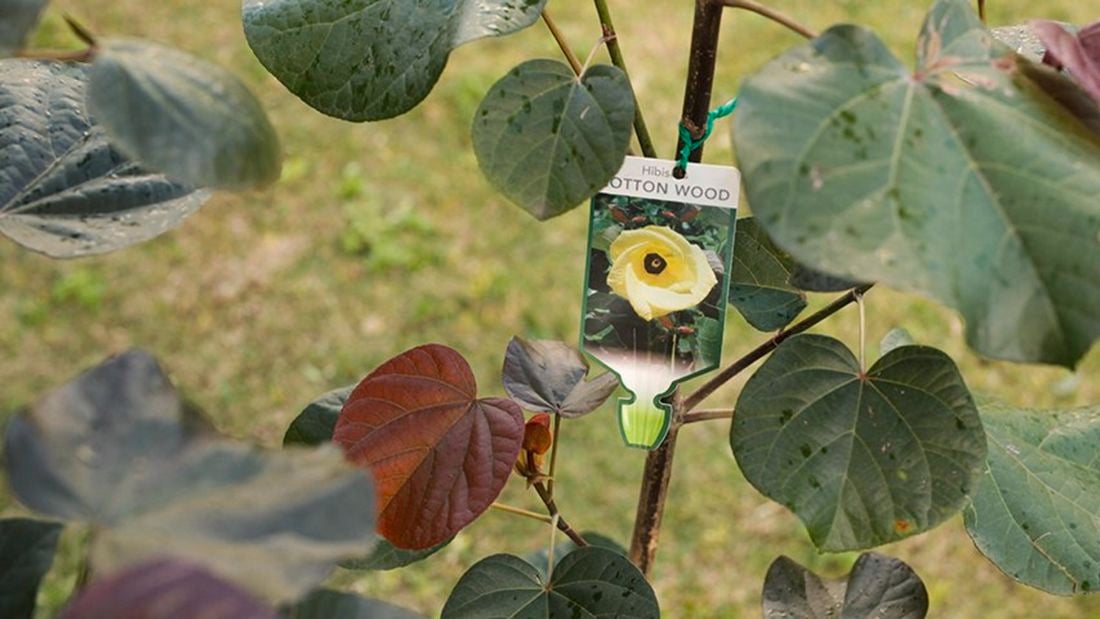 The Cottonwood Hibiscus, a native Australian tree.