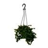 200mm Creeping Fig - Ficus pumila