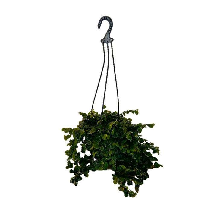 200mm Creeping Fig - Ficus pumila