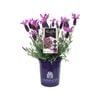140mm Lavender LAVINNOVA® Razzleberry Ruffles - Lavandula