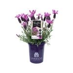 140mm Lavender LAVINNOVA® Razzleberry Ruffles - Lavandula