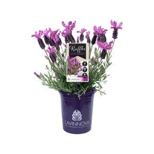 140mm Lavender LAVINNOVA® Razzleberry Ruffles - Lavandula