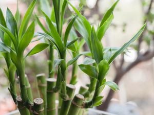 Close up of a lucky bamboo plant.