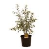 200mm Pittosporum Silver Sheen - Pittosporaceae