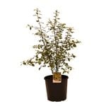 200mm Pittosporum Silver Sheen - Pittosporaceae