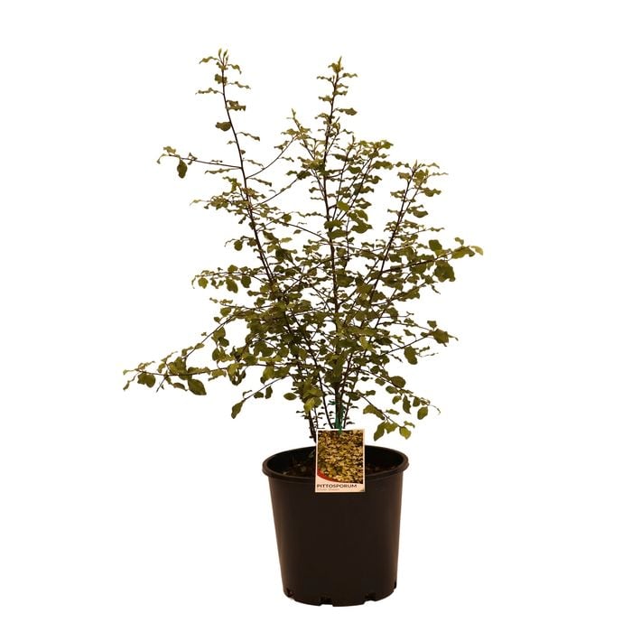 200mm Pittosporum Silver Sheen - Pittosporaceae