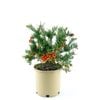 250mm Grevillea Bonnie Prince Charlie