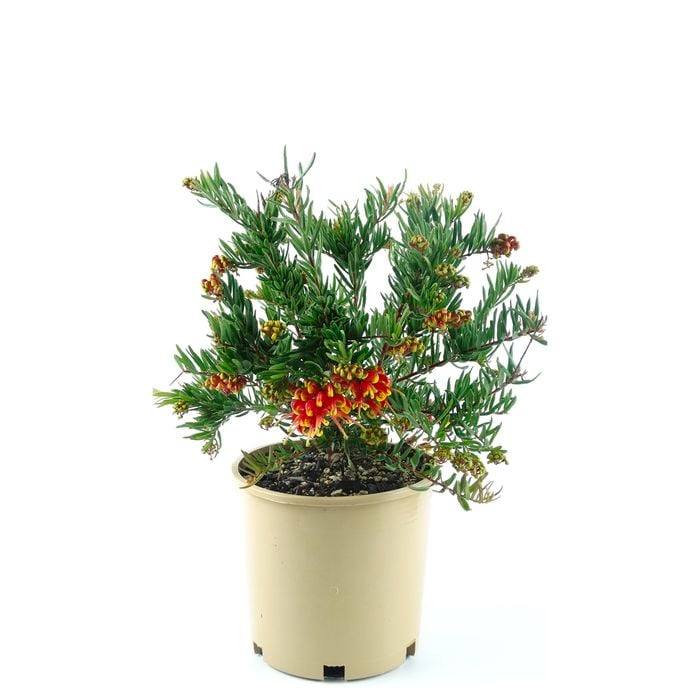 250mm Grevillea Bonnie Prince Charlie