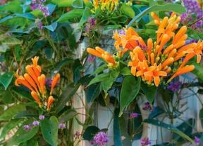 An image of orange orchid blossoms and purple flowers growing over a fence