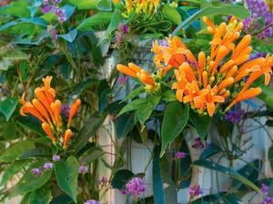 An image of orange orchid blossoms and purple flowers growing over a fence