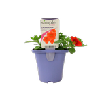 10cm Simple Colour Calibrachoa Cabaret - Calibrachoa hybrida