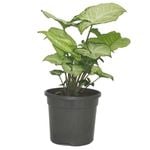 120mm White Butterfly Syngonium - Syngonium podophyllum