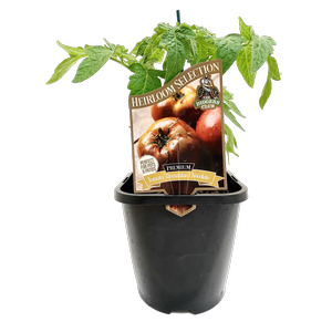 125mm Tomato Tasmanian Chocolate - Solanum lycopersicum L.