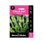 Bloomin Bulbs Calla Lily Odessa - Zantedeschia hybrid - 1 Pack