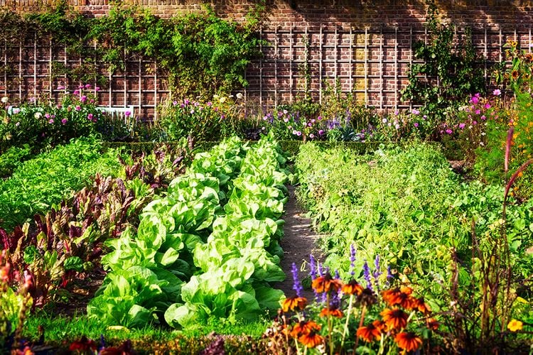 Garden bed with rows of vegetables