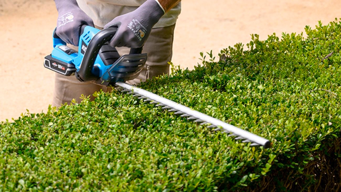 Using a Victa hedge trimmer to trim a green hedge.