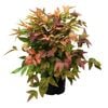 2.4L Nandina Blush - Nandina domestica