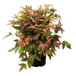 2.4L Nandina Blush - Nandina domestica