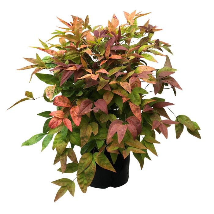 2.4L Nandina Blush - Nandina domestica