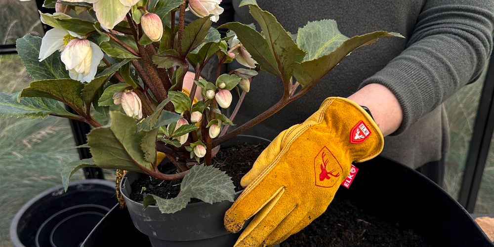 Potting plants