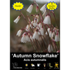 Yarra Valley Bulbs Autumn Snowflakes - 10 Pack