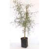 350mm Grevillea Glabrata - Grevillea manglesii