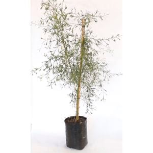 350mm Grevillea Glabrata - Grevillea manglesii