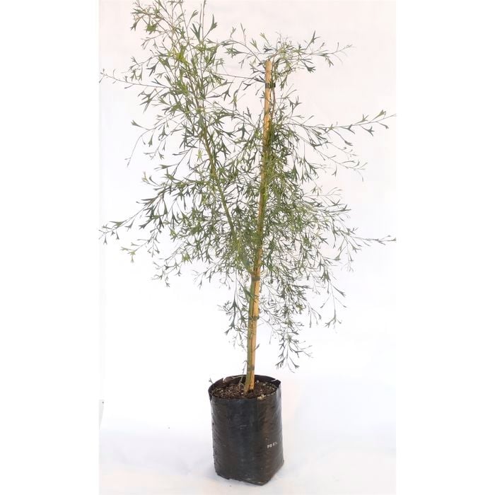 350mm Grevillea Glabrata - Grevillea manglesii