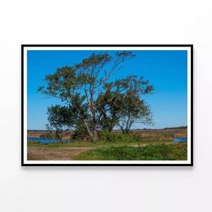 Tree Standing In a Field  Print 100% Australian Made 90x60cm  (Poster)