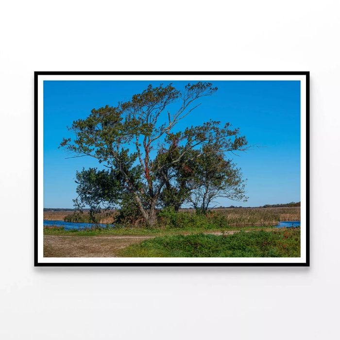 Tree Standing In a Field  Print 100% Australian Made 90x60cm  (Poster)