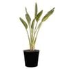 200mm Bird of Paradise - Strelitzia reginae