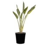 200mm Bird of Paradise - Strelitzia reginae