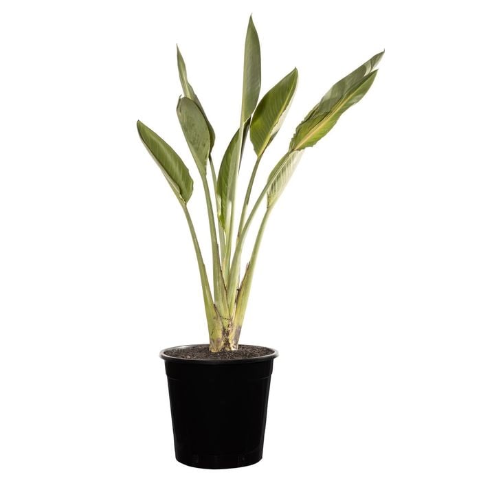 200mm Bird of Paradise - Strelitzia reginae