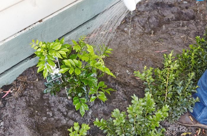 A hedge plant being watered